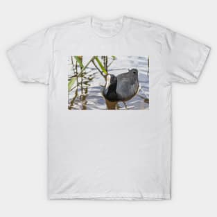 Hawaiian coot T-Shirt